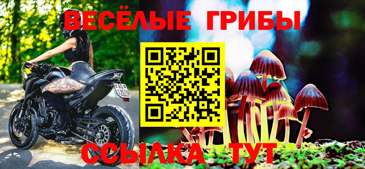 Псилоцибиновые грибы Psilocybe  Вход с VPN  купить наркоту  Сланцы 